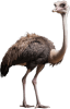 animal