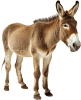 animal
