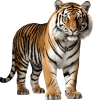 animal