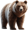 animal
