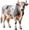animal